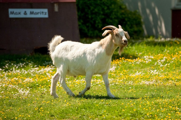Goat on a flowering meadow